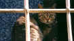 Gatto alla finestra.jpg (20129 byte)